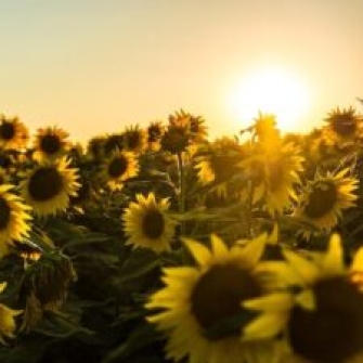Akwasi F. Obiri-Yeboah